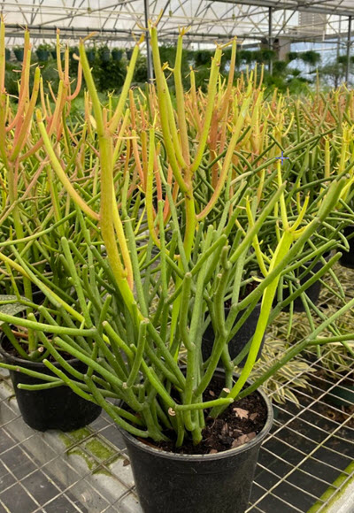 Firestick Pencil Cactus Euphorbia